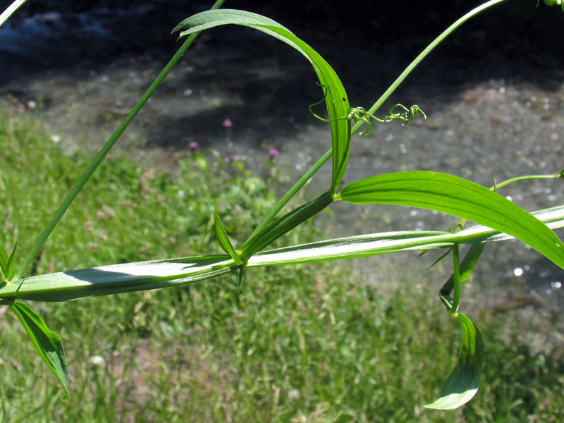 Lathyrus sylvestris L. /  Cicerchione